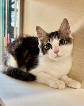 Little Joe -  Domestic Medium Hair Cat for Adoption in Novato, California - Little Joe | PetCurious