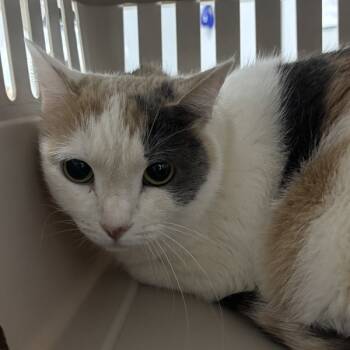 Rescue Domestic Short Hair Cats for Adoption in Des Moines, Iowa - Beau | PetCurious