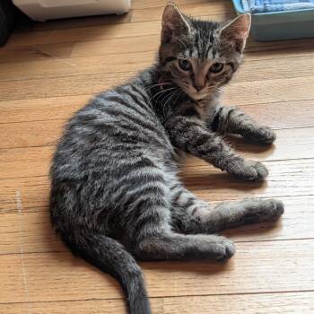 Rowen -  Domestic Short Hair Cat for Adoption in Portage, Michigan - Rowen | PetCurious