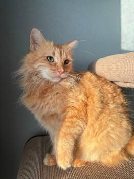 Domestic Medium Hair Cats Available for Adoption in San Juan, San Juan - Marina | PetCurious