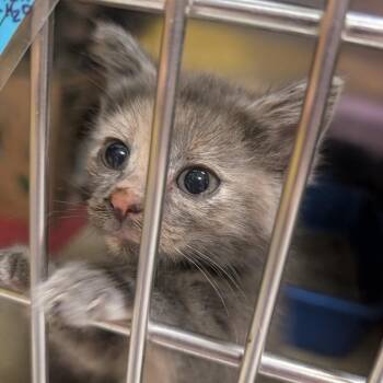 Wish -  Domestic Short Hair Cat for Adoption in Baltimore, Maryland - Wish | PetCurious