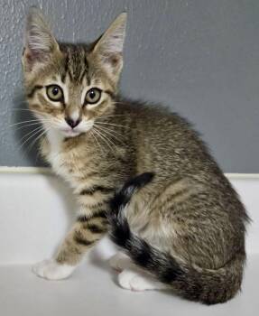 Kawasaki -  Domestic Short Hair Cat for Adoption in Houston, Texas - Kawasaki | PetCurious