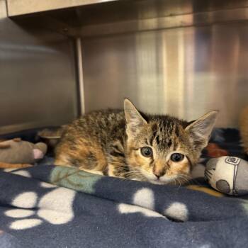 Calico and Tabby Cats Available for Adoption in Liberty, Missouri - Anjou | PetCurious