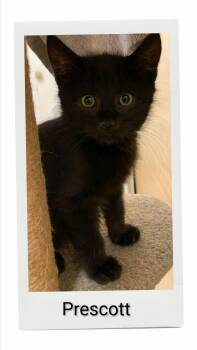 Prescott -  Domestic Short Hair Cat for Adoption in Caistor Centre, Ontario - Prescott | PetCurious