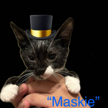 Rescue Domestic Short Hair Cats for Adoption in Hemet, California - Maskie | PetCurious