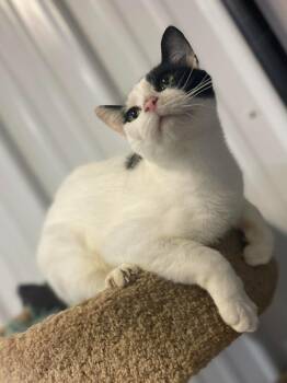Rescue Domestic Short Hair Cats for Adoption in Calhoun, Kentucky - Bonnie | PetCurious