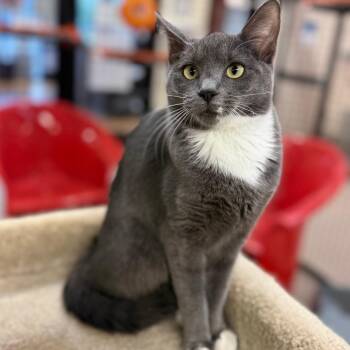 Millie Mittens -  Domestic Short Hair Cat for Adoption in Sarasota, Florida - Millie Mittens | PetCurious