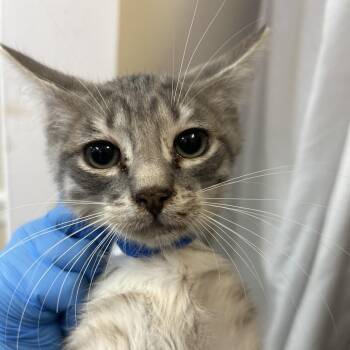 Drax -  Domestic Short Hair Cat for Adoption in Lakeland, Florida - Drax | PetCurious