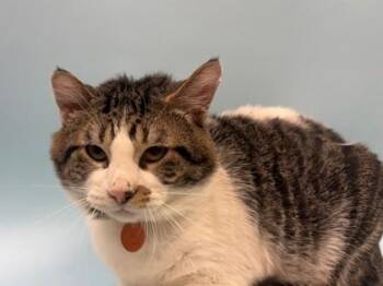 Milk -  Domestic Short Hair Cat for Adoption in Woodbury, Minnesota - Milk | PetCurious