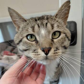 Zephyr -  Domestic Short Hair Cat for Adoption in Grantsville, Utah - Zephyr | PetCurious