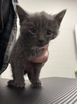 CYRUS -  Domestic Short Hair Cat for Adoption in Indianapolis, Indiana - CYRUS | PetCurious