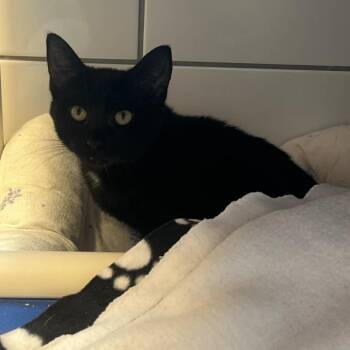 Pepper -  Domestic Short Hair Cat for Adoption in Cedar Rapids, Iowa - Pepper | PetCurious