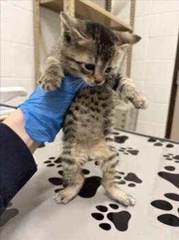 BLOSSOM -  Domestic Short Hair Cat for Adoption in Derwood, Maryland - BLOSSOM | PetCurious