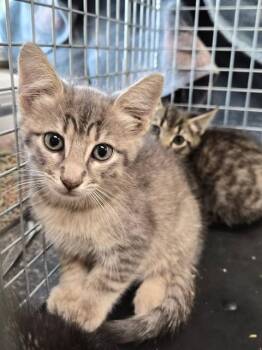 Domestic Short Hair Cats Available for Adoption in Fort Myers, Florida - RALPH | PetCurious