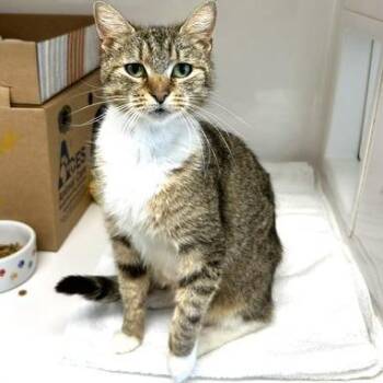 Brie -  Domestic Short Hair Cat for Adoption - Brie | PetCurious