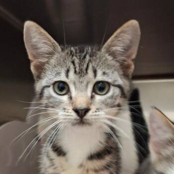 Sangria -  Domestic Short Hair Cat for Adoption in Lakeland, Florida - Sangria | PetCurious