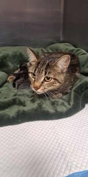 Rescue Domestic Short Hair Cats for Adoption in Houston, Texas - Santa Fe | PetCurious