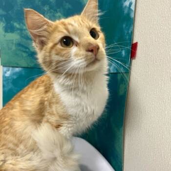 Rescue Domestic Medium Hair and Domestic Short Hair Cats for Adoption in Bryan, Texas - 59797439 | PetCurious