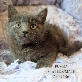 Pumba -  Domestic Short Hair Cat Available for Adoption - Pumba | PetCurious