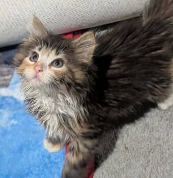 Fluffball -  Domestic Short Hair Cat for Adoption in St. Cloud, Minnesota - Fluffball | PetCurious