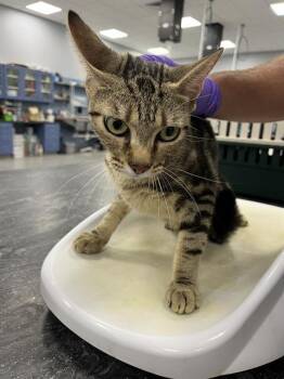 Rescue Domestic Short Hair Cats for Adoption in Palmetto, Florida - BONNIE | PetCurious