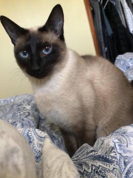 Puddin -  Siamese Cat for Adoption in Allen, Texas - Puddin | PetCurious