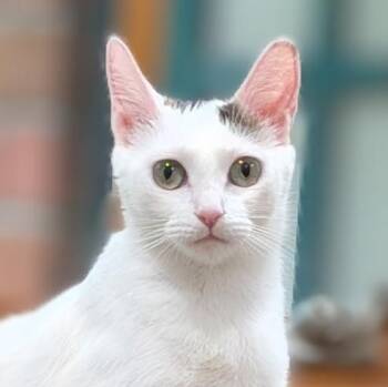 Day -  Domestic Short Hair Cat for Adoption in Irvine, California - Day | PetCurious