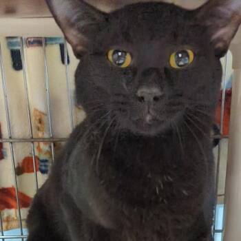 Domestic Short Hair Cats Available for Adoption - Bentley-(Merlin