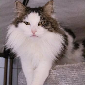 Rescue Domestic Medium Hair Cats for Adoption in Carroll, Iowa - Figment | PetCurious