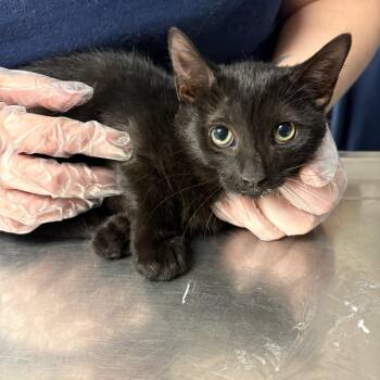 Bones -  Domestic Short Hair Cat for Adoption in Newark, New Jersey - Bones | PetCurious