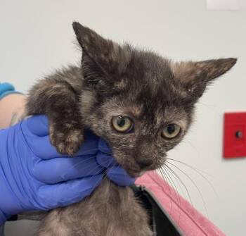 Chicky -  Domestic Short Hair Cat for Adoption - Chicky | PetCurious