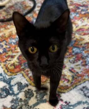 Roxie Hart -  Domestic Short Hair Cat for Adoption in Trenton, New Jersey - Roxie Hart | PetCurious