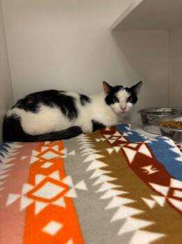 Soup -  Domestic Short Hair Cat for Adoption in Frankfort, Kentucky - Soup | PetCurious