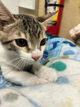 Rescue Tabby Cats for Adoption in Parlier, California - Tom | PetCurious