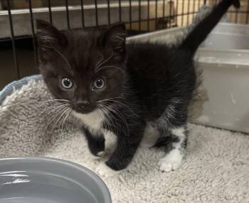 Felix -  Domestic Short Hair Cat for Adoption in Saint Clairsville, Ohio - Felix | PetCurious