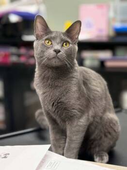 Crowley Valet -  Domestic Short Hair Cat for Adoption in Mount Laurel Township, New Jersey - Crowley Valet | PetCurious