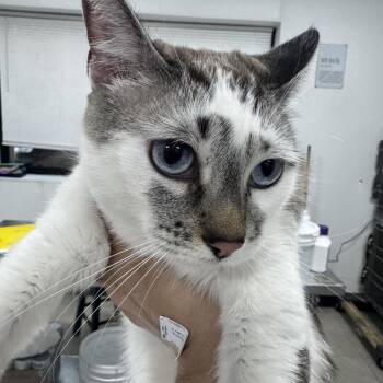 Domestic Short Hair Cats Available for Adoption in Newark, New Jersey - Nina | PetCurious