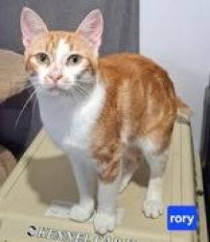 Rory -  Domestic Short Hair Cat for Adoption in Pickering, Ontario - Rory | PetCurious