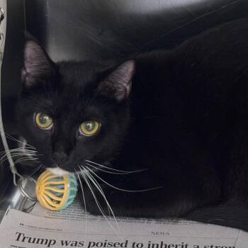 Casanova -  Domestic Short Hair Cat for Adoption in Winston-salem, North Carolina - Casanova | PetCurious