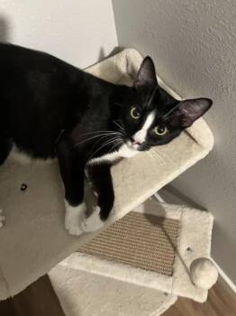MAYA -  Domestic Short Hair Cat for Adoption in Broomfield, Colorado - MAYA | PetCurious