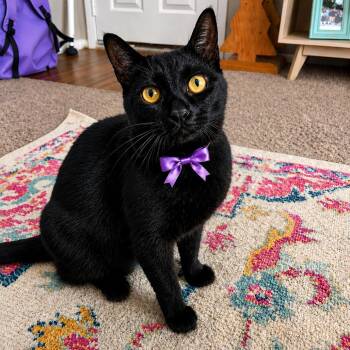 Raven -  Domestic Short Hair Cat for Adoption in Tampa, Florida - Raven | PetCurious