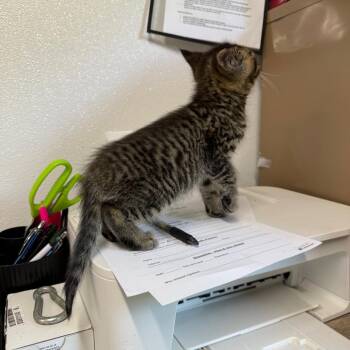 American Shorthair Cats Available for Adoption in Spring Hill, Kansas - Dave | PetCurious