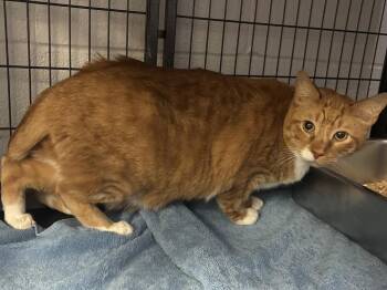 Domestic Short Hair Cats Available for Adoption in Virginia Beach, Virginia - Carrot Fka Fatman | PetCurious