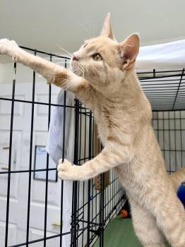 Domestic Short Hair and Tabby Cats Available for Adoption in Greenville, Delaware - Kirby (FCID# 04/15/2026 - 142) Willow Grove | PetCurious