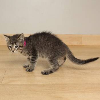 Sally C69453 -  Domestic Short Hair Cat for Adoption in Minnetonka, Minnesota - Sally C69453 | PetCurious