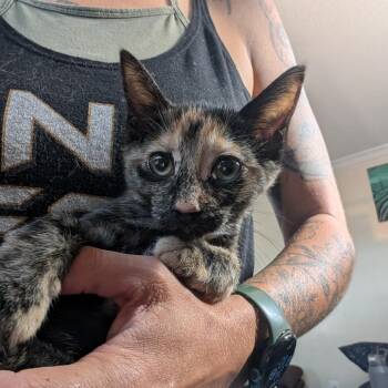 Orbeana -  Domestic Short Hair Cat for Adoption in NEW PT RICHEY, Florida - Orbeana | PetCurious