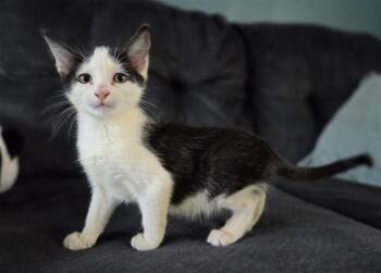 MUNCH -  Domestic Short Hair Cat for Adoption in Salinas, California - MUNCH | PetCurious