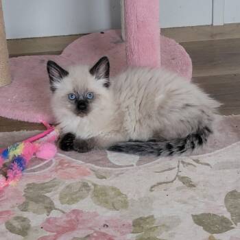 Siamese Cats Available for Adoption in Wyandotte, Michigan - Loki | PetCurious