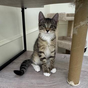 Alvin -  Tabby Cat for Adoption in East Northport, New York - Alvin | PetCurious