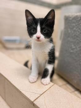 Corridale -  Domestic Medium Hair Cat for Adoption in Chicago, Illinois - Corridale | PetCurious